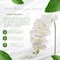 2-Pack: Real Touch White Phalaenopsis Orchid Stem, 31-Inch, 10 Realistic Silk Flowers & 2 Buds, Fake Orchids, Vase Fillers, Floral Home by Artificial Flowers